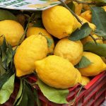 Zitronen an der Amalfi